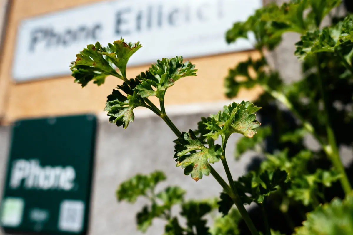 Gros plan sur des feuilles de persil vertes avec des panneaux flous en arrière-plan.