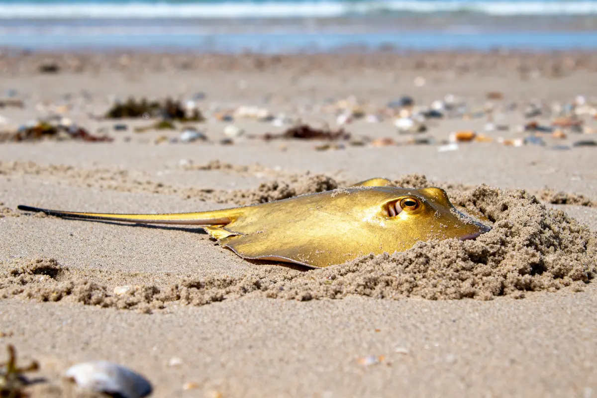 Raie dorée partiellement enfouie dans le sable sur une plage, près de l'océan.
